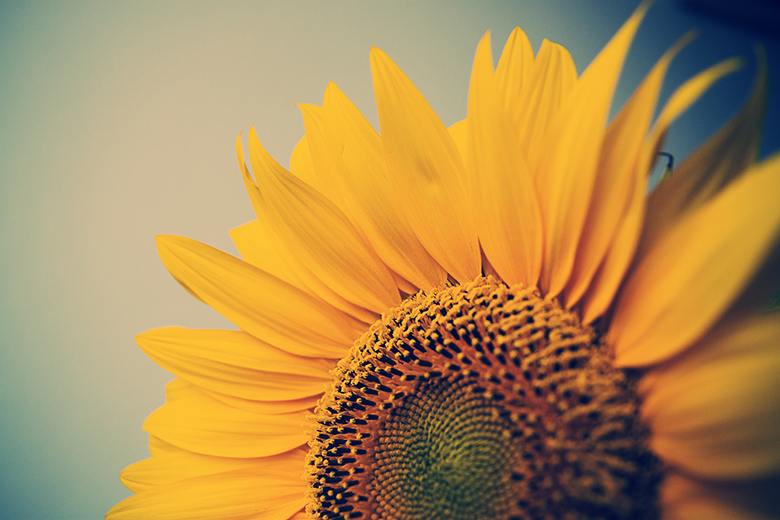 day-331-flowers-of-summer