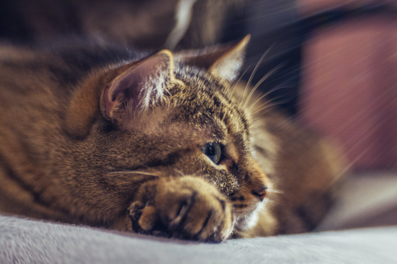 365-lensbaby-teoinpixeland-ro-day-152-5982